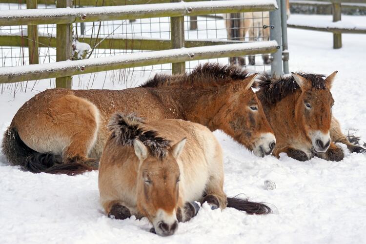 Een aantal przewalskipaarden bij elkaar. Door hun dikke vacht kunnen ze goed tegen de kou.